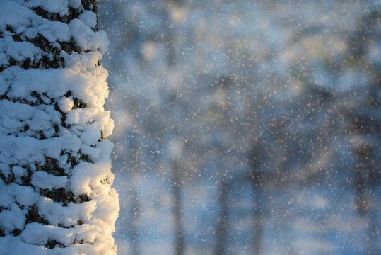 Beautiful winter forest close up with a snow covered pine tree trunk and sparkling snowfall. Magic winter background banner with bokeh representing frosty weather, copy space and silence.