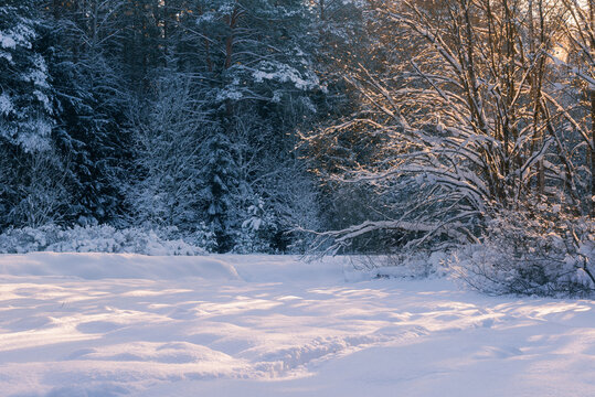 Beautiful winter forest edge landscape with snow drifts under warm golden sunlight. Scenic winter nature background banner representing cozy atmosphere, cold weather and harmony.