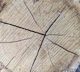 Fototapeta premium Close-up texture of a cracked wooden stump cross section. Detailed view of natural tree rings and deep cracks in a weathered wood log. Perfect abstract rustic background