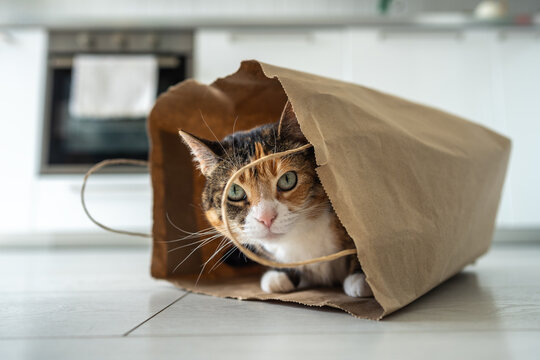 Pleased funny kitty playfully peeking out outside paper bag while sitting inside on floor in kitchen, nosy furry domestic cat got inside shopping bag and observing surroundings, common pet behavior.