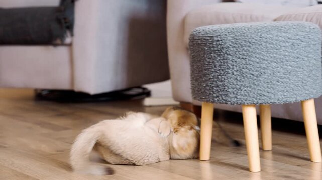 Playing energetically with feather toy as golden chinchilla kittens enjoys indoor activity and enrichment, shot handheld, 4k footage