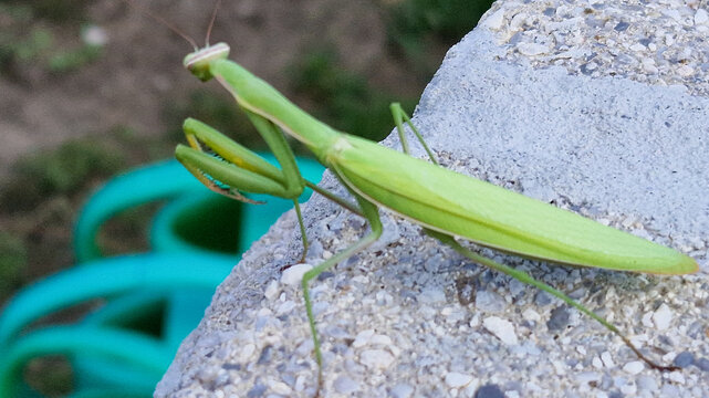 Green praying mantis resting on a concrete surface close up