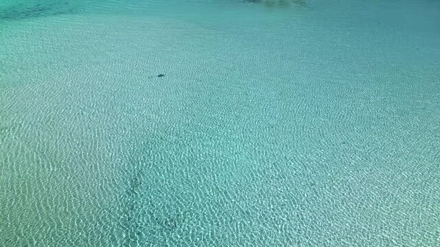 Aerial view of woman walking in turquoise water in bora bora