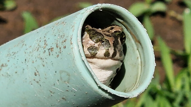 Close-up of a frog hiding inside a PVC pipe with natural green background