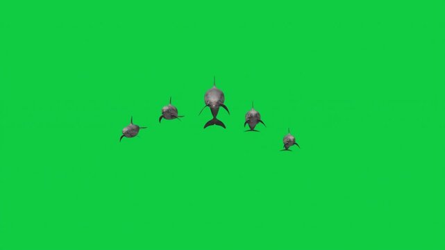 5 Dolphin Front View Camera Attack Animation Pack &ndash; Solo, Mother, Pod, Green Screen Overlay Graphic Element