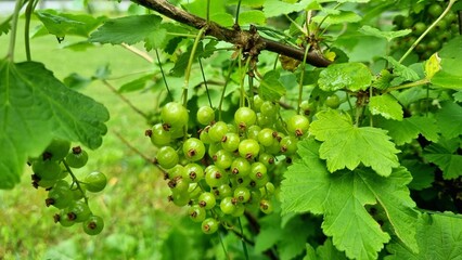 Gardening and garden care, green currant berries ripening on the branches of bushes with green leaves. Care for berry bushes.  © Nataliia Ivashchenko