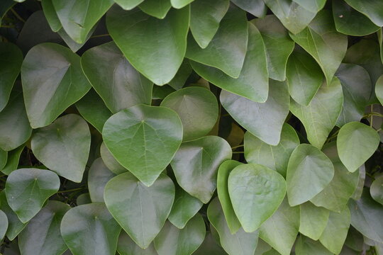 つる性植物　ハスノハカズラ　ステファニア　観葉植物