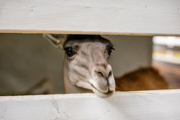 Fototapeta premium Close up portrait of calm alpaca looking through white wooden fence.