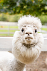 Obraz premium White alpaca close up looking over white wooden fence with fluffy face and soft blurred background.