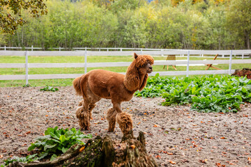 Obraz premium Brown alpaca standing in sandy paddock near white fence and green plants.