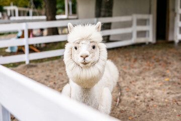 Obraz premium White alpaca grazing beside white fence in sandy outdoor paddock