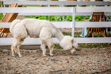 Obraz premium White alpaca grazing beside white fence in sandy outdoor paddock