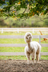 Obraz premium White alpaca standing in sandy paddock with blurred farm background and white fence.