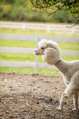 Obraz premium White alpaca standing in sandy paddock with blurred farm background and white fence.