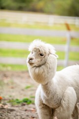 Obraz premium White alpaca portrait looking at camera from behind white fence in animal enclosure.