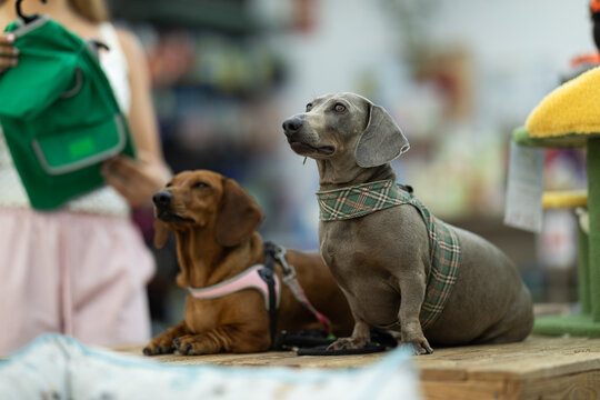 Young teenage girl examines dog coats while her dachshund waits beside her