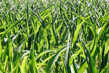 Fototapeta premium Young green grain grows densely. Agricultural background shows healthy cereal field in spring. Fresh crop promises successful harvest. Rural farming landscape reflects sustainable cultivation.