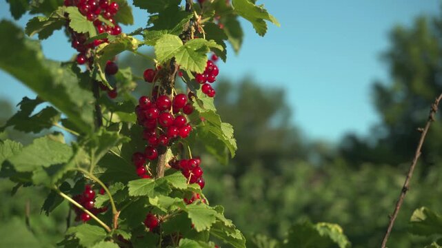 Red currant berries cluster on green vine branches under clear blue sky in a lush garden setting, showcasing vibrant colors and natural beauty