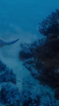 A turtle swims through clear blue water near a coral reef. The reef is lush with marine life and the sunlight filters through, creating patterns on the ocean floor.