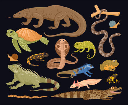 Reptiles and amphibians collection. Crocodile, lizard, turtle, snake, salamander, frog and gecko flat vector illustration set. Wildlife animal icons isolated on white