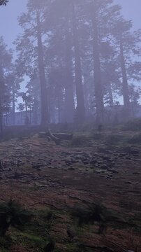 A path winds through a forest covered in fog. Tall trees surround the area, and stones are scattered along the ground. It is early morning, and mist hangs in the air.