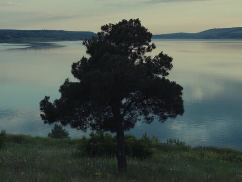Lone pine tree on a quiet grassy hillside overlooking a calm lake at dusk, with distant mountains, soft reflections, muted blue tones, and a serene cinematic atmosphere in natural evening light, calm.