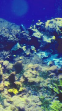 Divers explore a vibrant coral reef filled with various marine life under clear blue water. Sunlight shines through the surface, illuminating the reefs structure.