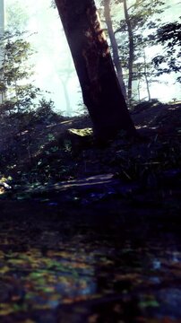 Tall trees surround a dark path in the forest. Sunlight filters through branches. Shadows mix with light on the ground. Plants grow near the path. The day appears bright yet cool.
