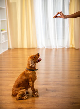 Dog Waiting Treat.