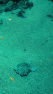 Small orange fish move around the sandy ocean floor near coral formations. Sunlight filters through the water, creating a lively underwater scene. The location is a coastal area rich in marine life.