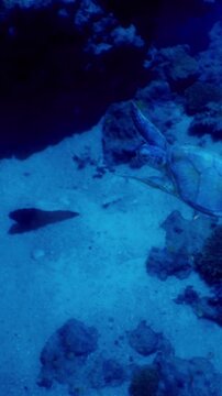 A sea turtle swims in clear blue water among rocks and sand. Light filters down from the surface. Fish move around the coral. The setting is a natural ocean environment.