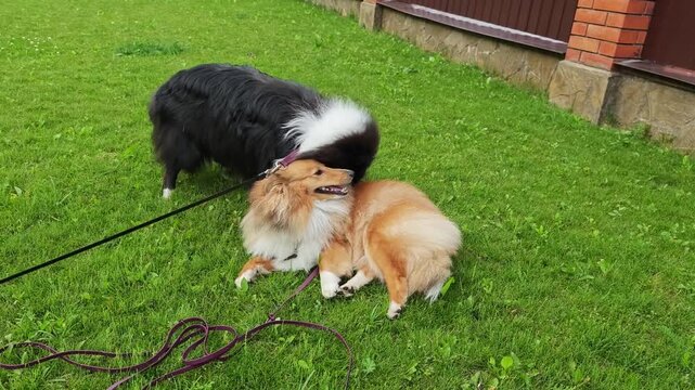 Medium shot of two cute fluffy sheltie dogs playing on green grass lawn 4k 60fps