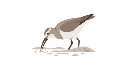 Sandpiper Bird Foraging on Sandy Shoreline with Water © MHM99