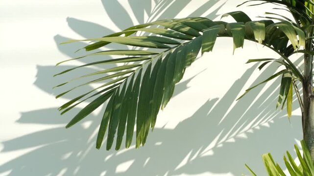 Tropical palm shadow art on bright wall