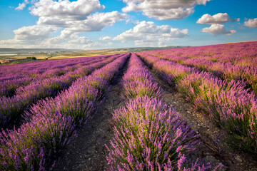 Obraz premium Beautiful blooming lavender field in rows under a cloudy sky during warm sunset light in Crimea