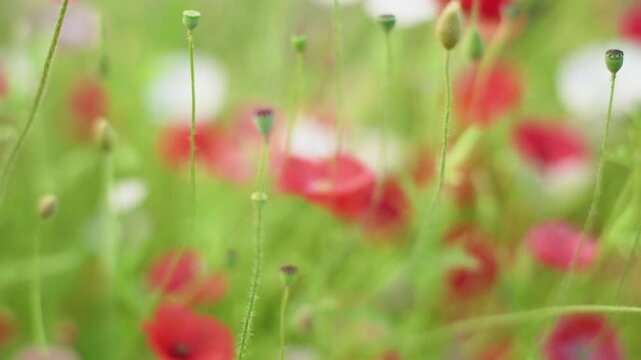 Common poppy Papaver rhoeas seed pods in soft summer meadow