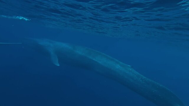 Slow reveal of the immense body of a blue whale, Balaenoptera musculus, gliding beneath the ocean surface in the tropical waters of Indonesia.