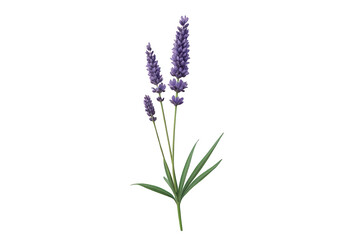 Fototapeta premium Lavender herb displays blooming purple flowers and green foliage, symbolizing aromatherapy, relaxation, and wellness