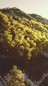 Tall trees with golden leaves cover a mountain slope. The sun shines brightly, creating a glow on the leaves. The scenery shows a mix of green and gold under a clear sky.