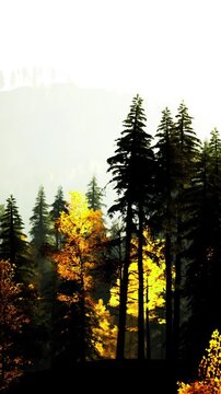 Light shines through tall trees in a forest as leaves change colors. The background shows mountains and a bright sky at dawn. Nature is vibrant with different shades of green and yellow.
