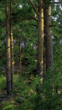 Pine trees rise above the ground in a forest setting. Sunlight shines through the leaves and creates spots of light. Various plants grow around the trees in the underbrush.