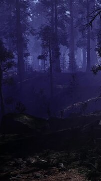In the dense forest, shadows stretch across the ground as the evening sets in. Trees create a dark backdrop with a hint of light peeking through the foliage in the distance.