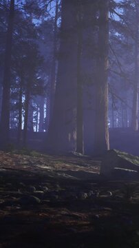 Tall trees stand in a misty forest. Fog covers the ground, and a large stone is visible nearby. The early morning light creates a quiet scene among the trees.