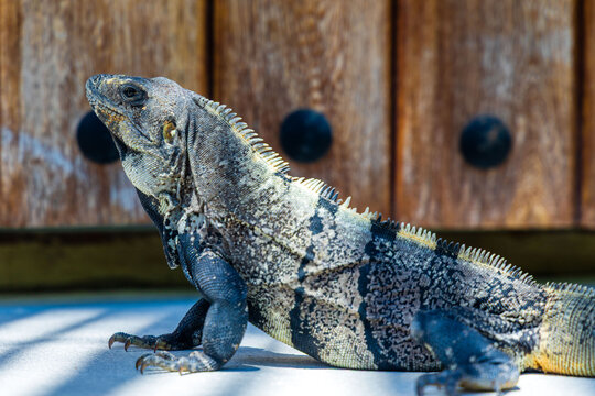 Iguana en Holbox