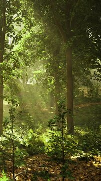 Bright sunlight filters through tall trees in a forest. Thick greenery covers the ground. Small plants grow in the open space among the trees. It is morning and nature is awake.