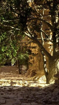 Pathway through ancient ruins shows stone walls and large trees. Sunlight filters through the leaves. The scene captures the history and nature side by side in a quiet moment.