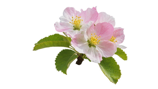 Isolated delicate pink and white apple blossoms with fresh green leaves in springtime bloom