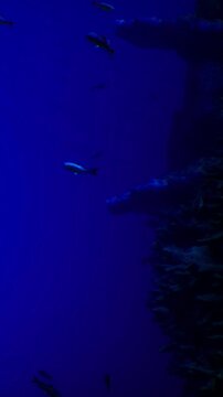 Fish swim around underwater rocks and sea plants in a deep blue environment. The light creates patterns as fish move. The setting is rich with marine life and textures.