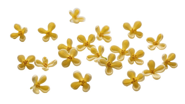 Isolated delicate and fragrant small yellow osmanthus flowers scattered, natural studio shot.