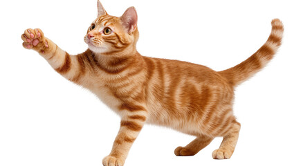 Isolated adorable ginger tabby cat reaching out with paw, looking up on clean backdrop © Francisco